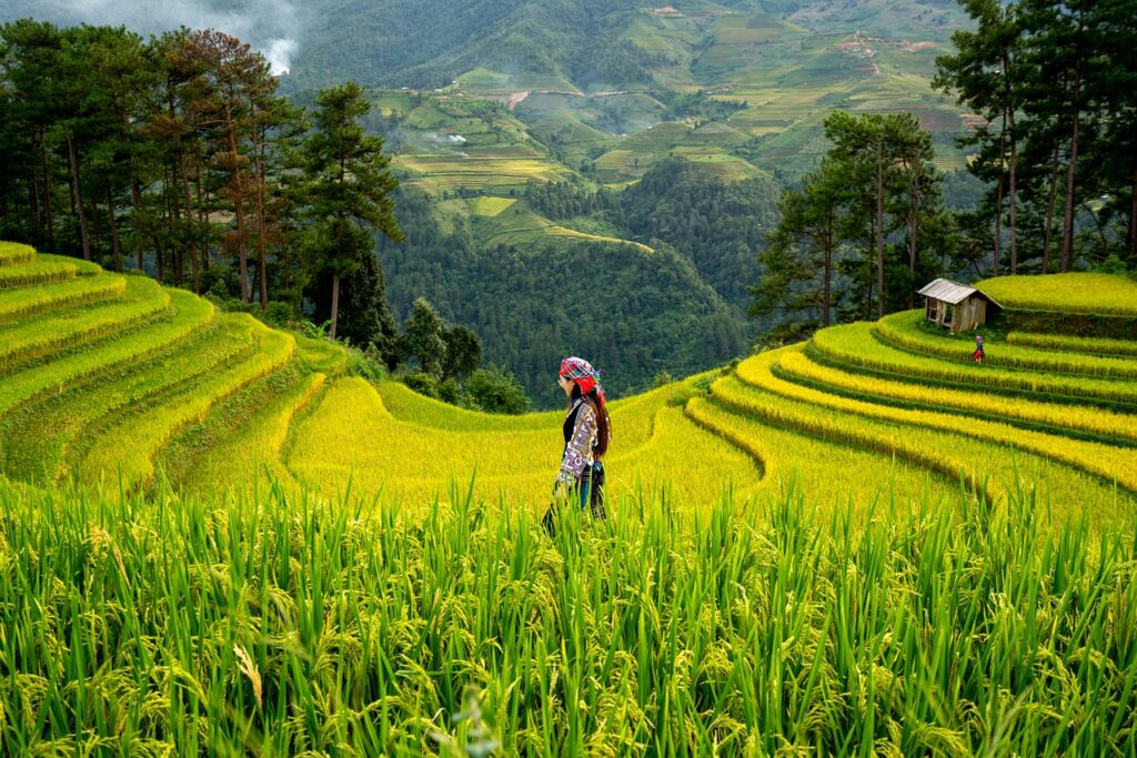 women, paddy field, hills, rice terraces, farming, agriculture